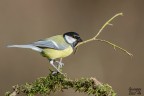 Parus major Parus major