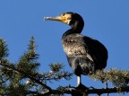 Cormorano