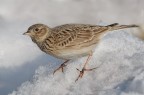 Allodola (Alauda arvensis) Allodola (Alauda arvensis)
