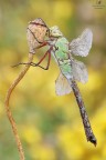 Anax imperator (Leach, 1815)