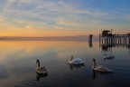 Cigni al tramonto Cigni al tramonto