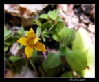 Fiore! Fiore!