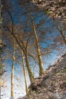 Alberi in un freddo pomeriggio d'inverno