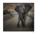 L'elefante L'elefante