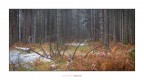 Foresta mortale