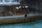 Tre piccioni e una fontana Tre piccioni e una fontana