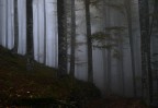 Selva Selva