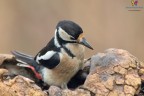 Woodpecker.... Woodpecker....
