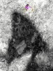 ***Di farfalle neanche l'ombra***