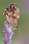 Profumosa