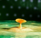 mushroom.. mushroom..