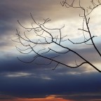 Rami d'inverno e cielo mattutino Rami d'inverno e cielo mattutino