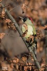 Picus viridis