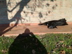 composition composition