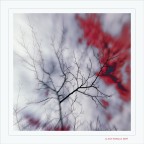 Microcircolo... Microcircolo...