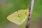 La Colias ha il fascino dell'esotico, dato che proviene dall'Africa settentrionale.
Da quella terra arriva in primavera, e l ritorna in autunno per svernare (gli adulti e i bruchi che restano in Europa difficilmente superano linverno).
Critiche e commenti sono graditi
[url=http://funkyimg.com/view/2nghC]H.R.[/url]