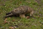 Poiana ( Buteo buteo ) Poiana ( Buteo buteo )