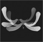 il volo della speranza....... il volo della speranza.......