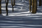 Chi dice il contrario, non  mai entrato in un bosco innevato dove ancora nessun essere umano ne abbia intaccato la meraviglia