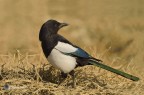 Gazza ( Pica pica ) Gazza ( Pica pica )