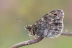 Ho sempre trovato molto bella quella delicata serie di ocelli che orna le ali della Lasiommata megera.
Critiche e commenti sono graditi
[url=http://funkyimg.com/view/2nyX6]H.R.[/url]
