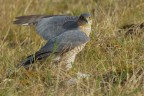 Sparviere (Accipiter nisus) Sparviere (Accipiter nisus)