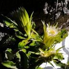 Bella di giorno Bella di giorno