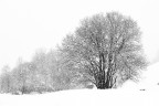 Nevicata