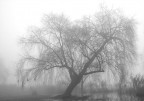 Tree in the fog Tree in the fog