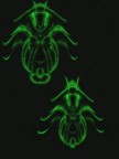 tavola entomologica