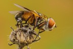 Maschio di Ectophasia crassipennis, una mosca per niente amata dalle cimici, parassitate dalle sue larve...
Critiche e commenti sono graditi
[url=http://funkyimg.com/view/2jE1h]H.R.[/url]