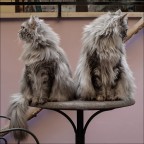 Gli indifferenti Gli indifferenti