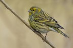 Verzellino (Serinus serinus) Verzellino (Serinus serinus)