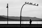 Lago Trasimeno