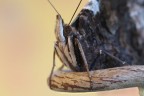 Mariposa barbuta Mariposa barbuta