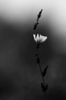 Flower Flower