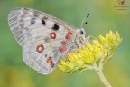 Parnassius apollo (Linnaeus, 1758)