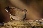 Gallinella d'acqua