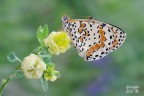 Melitaea Melitaea