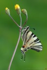 Iphiclides podalirius (Linnaeus, 1758) (Lepidoptera - Papilionidae)

Canon EOS 7D + Sigma 180mm f/3.5 EX DG HSM Macro

Suggerimenti e critiche sempre ben accetti
[url=http://www.rossidaniele.com/HR/_MG12610copia-mdc-1500.jpg]Versione HR[/url]