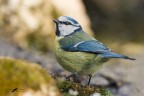 Cinciarella_Parus caeruleus Cinciarella_Parus caeruleus