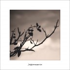 Japponeseria Japponeseria