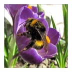 -abbuffata di polline- -abbuffata di polline-