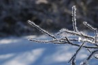 altra foto scattata ad un alberello completamente ghiacciato
