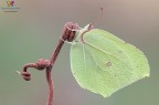 26/2/2017
Gonepteryx rhamni (Linnaeus, 1758)