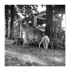 Lions for Lambs ;/) Lions for Lambs ;/)