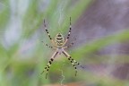 Strafotografata, la femmina di Argiope bruennichi rimane pur sempre uno dei ragni italiani pi belli e colorati.
Curiosa la tipica "cucitura" a zig-zag, che probabilmente ha lo scopo di rendere la ragnatela visibile agli uccelli ed... ai fotografi, evitando che vi si impiglino e la danneggino. :D
#MVM0746
Critiche e commenti sono graditi
[url=http://funkyimg.com/view/2pFve]H.R.[/url]