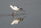 Avocetta Avocetta