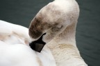 Giovane cigno Giovane cigno