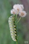 Papilio pon pon